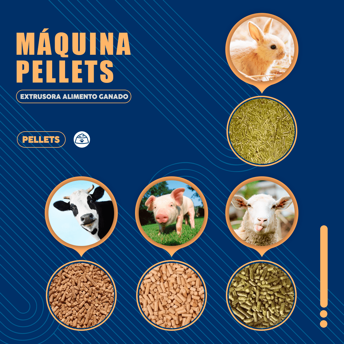 Maquina Pellets Extrusora Alimento Ganado Animales - Imagen 5